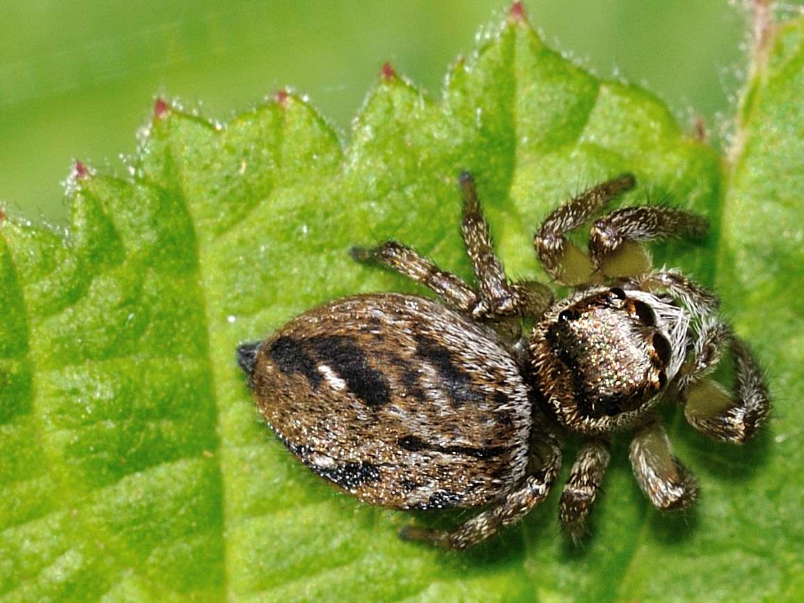 Evarcha arcuata